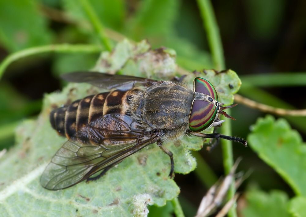 Tabanus glaucopis