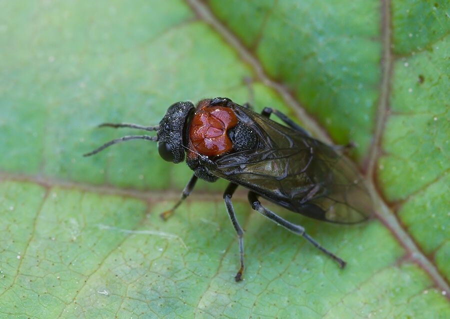 Eriocampa ovata