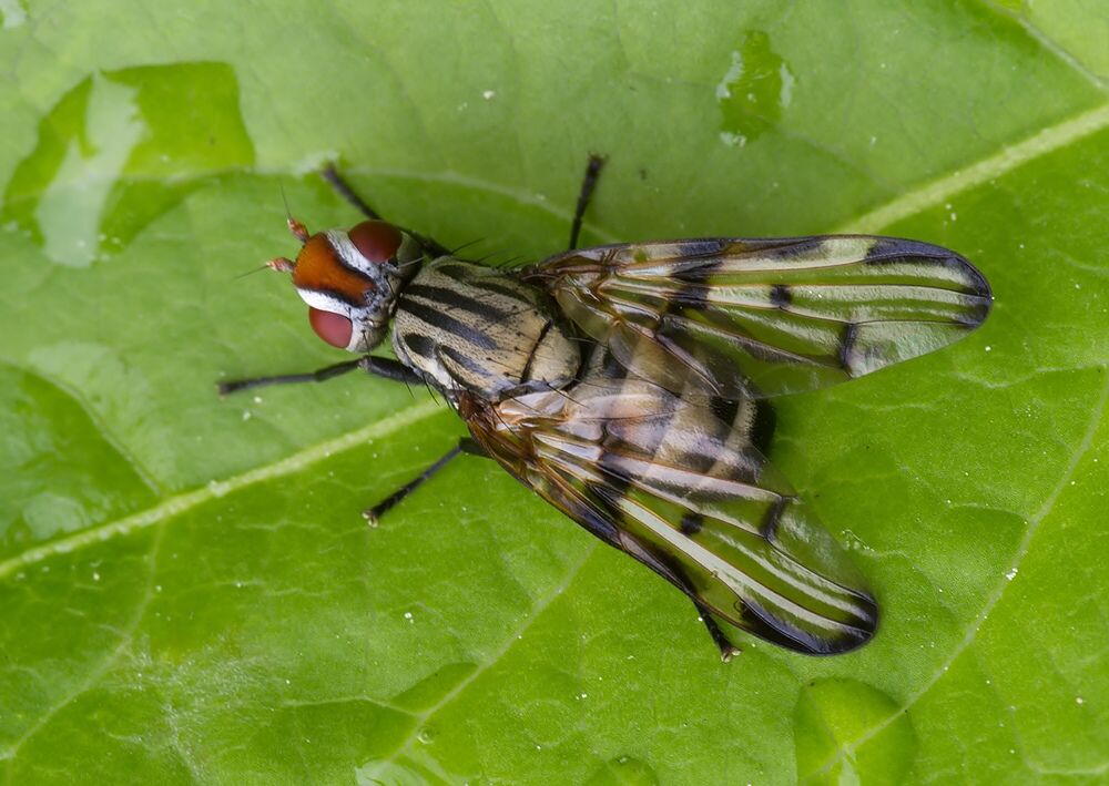 Otites centralis