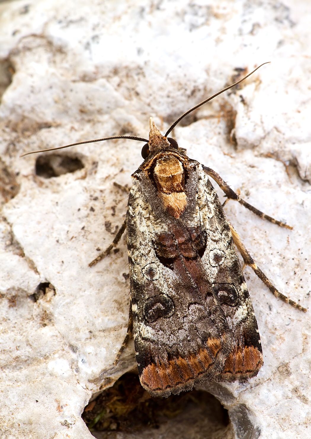 Epilecta linogrisea