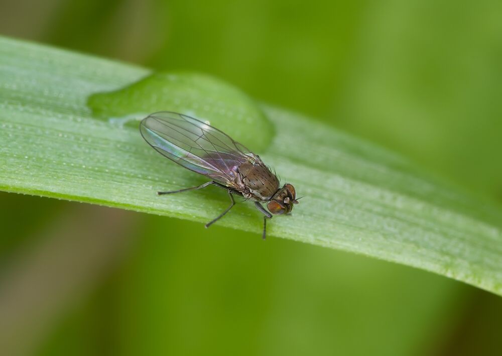 Hydrellia griseola