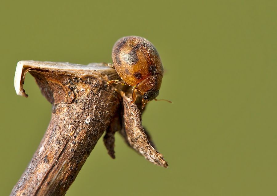 Cynegetis impunctata
