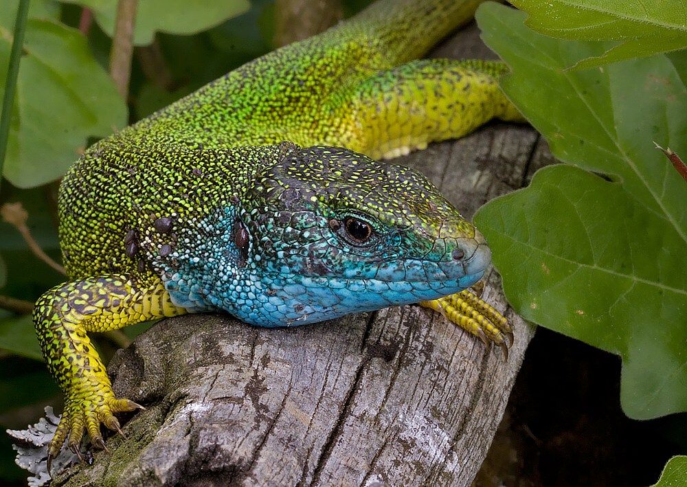 Lacerta viridis