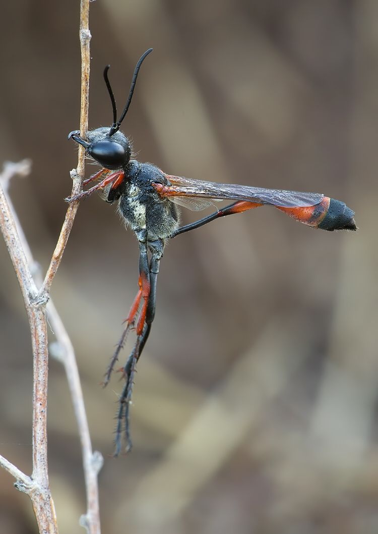 Ammophila heydeni