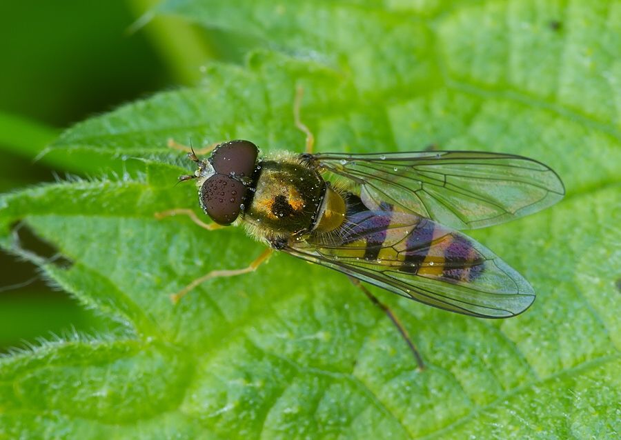 Meliscaeva cinctella