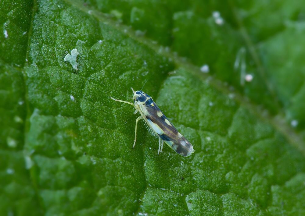Eupteryx aurata