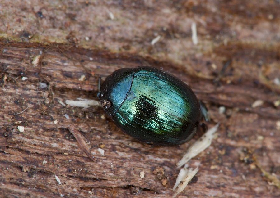 Phaedon armoraciae