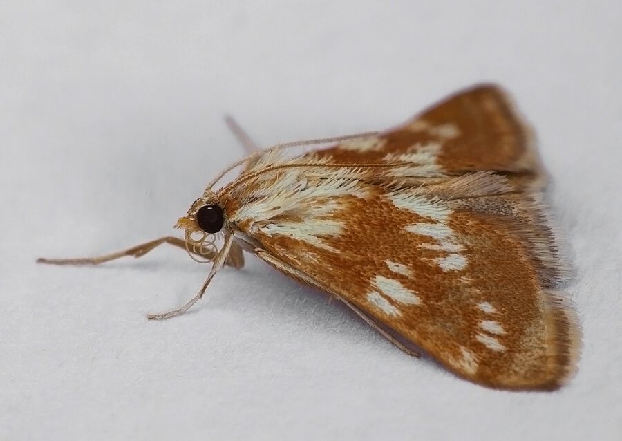 Epascestria pustulalis