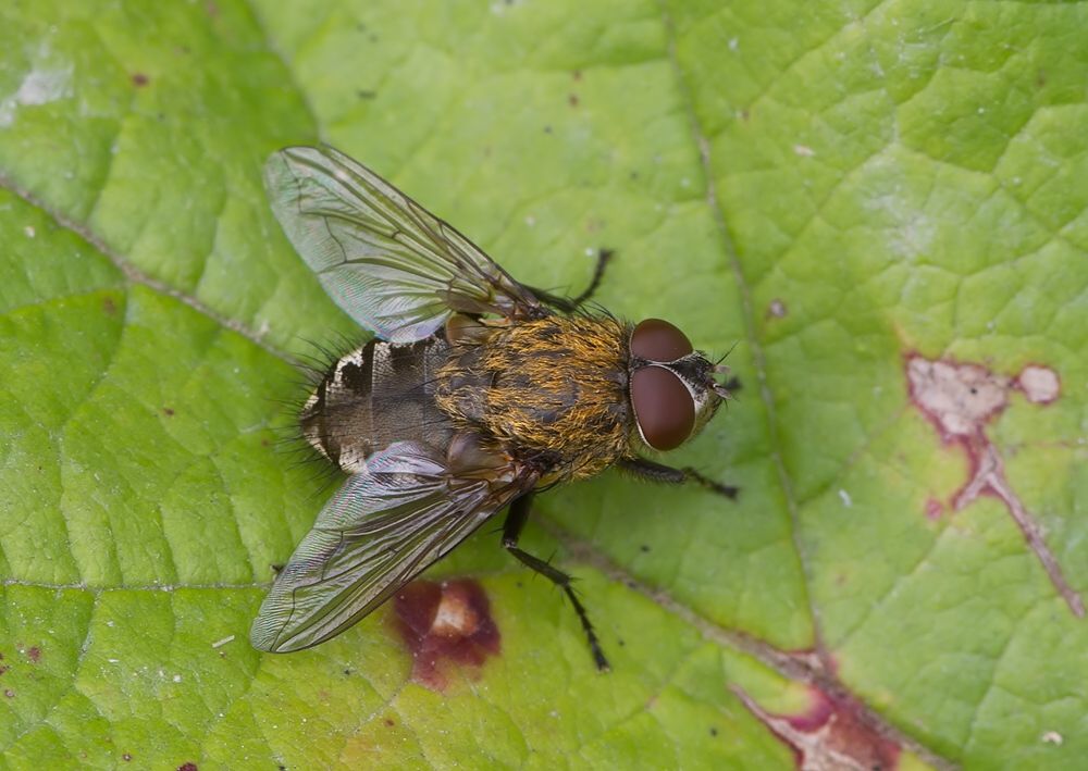 Pollenia griseotomentosa