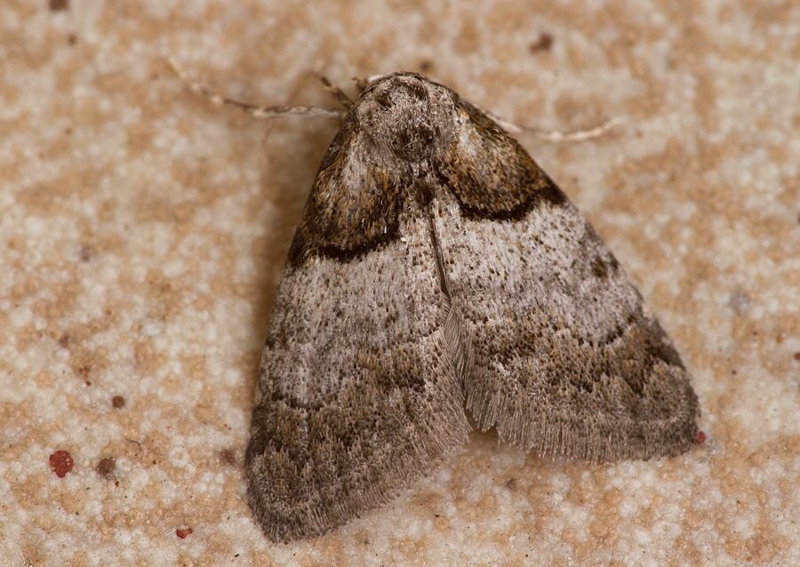 Nola cucullatella