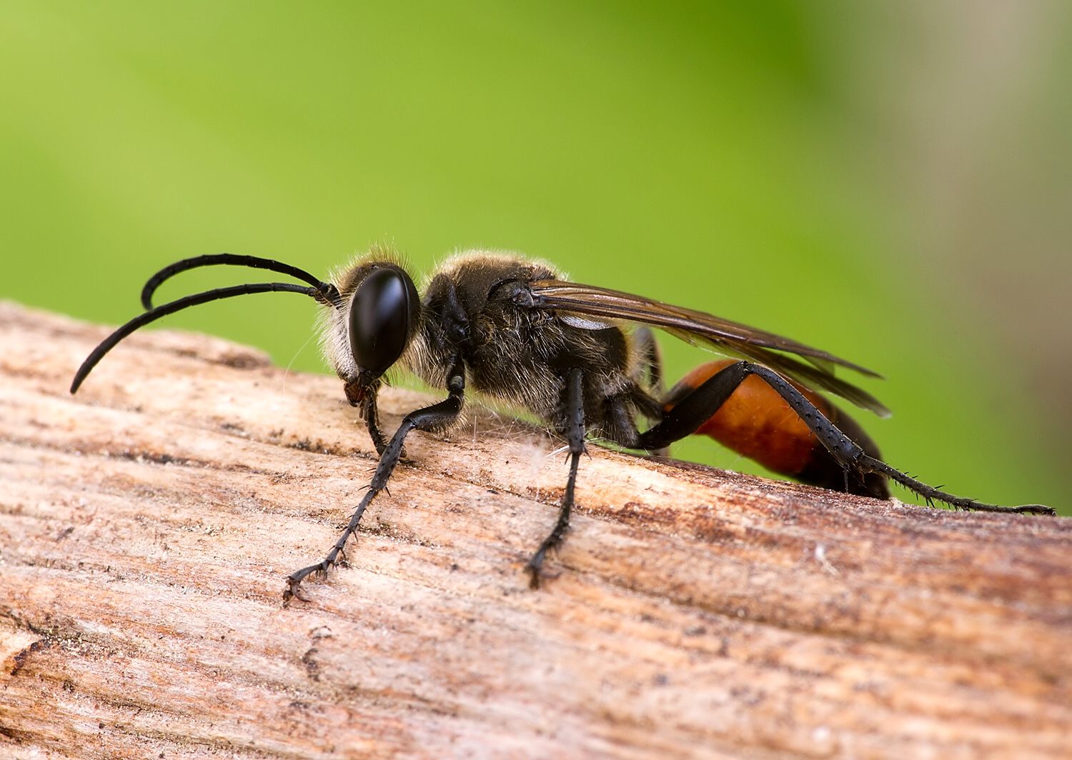 Sphex funerarius