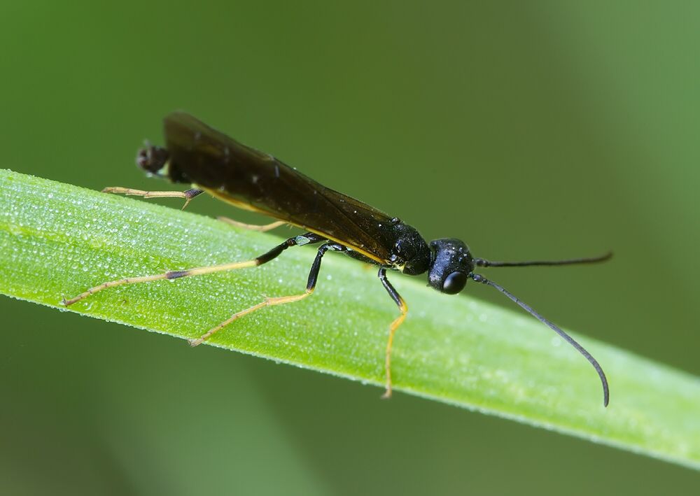 Cephus spinipes