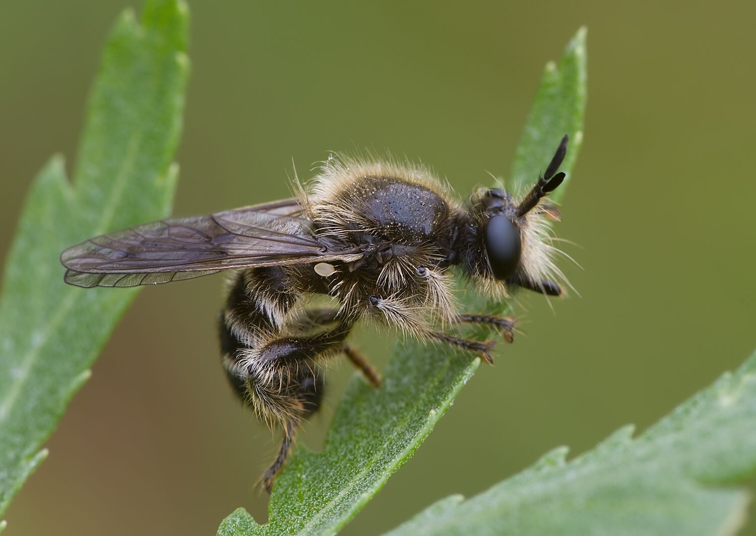 Choerades fuliginosa