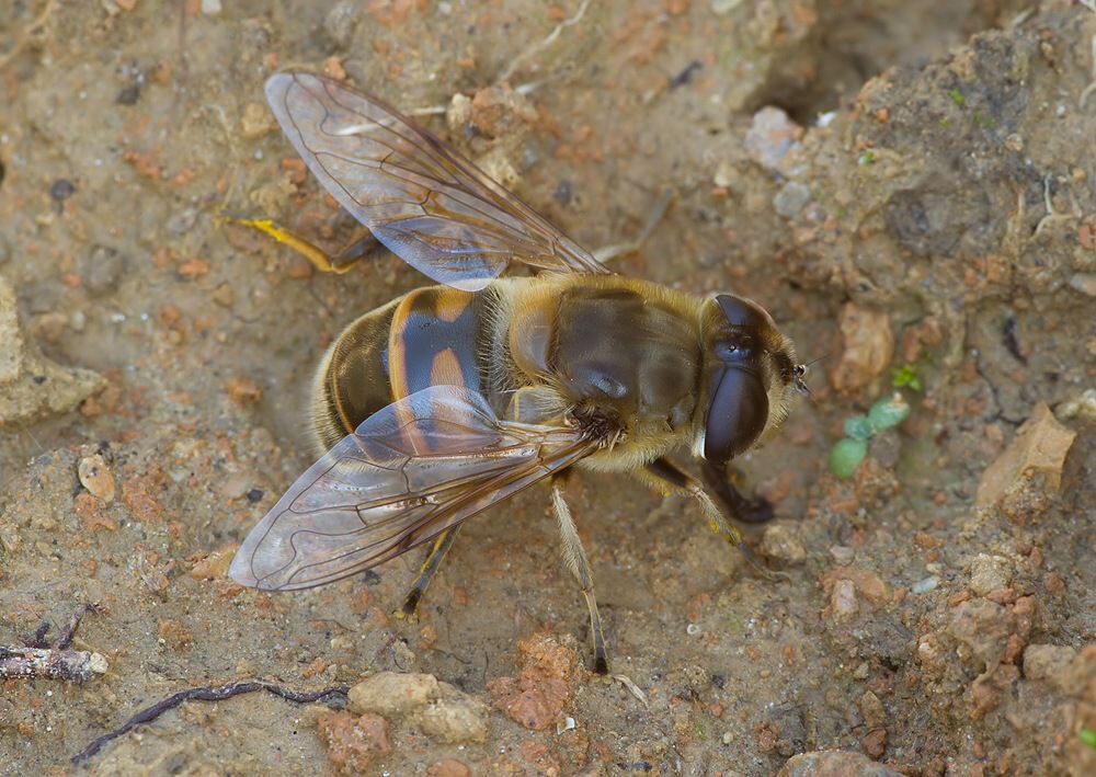 Eristalis tenax