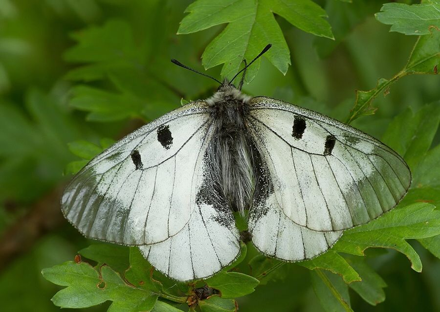 Parnassius mnemosyne (jasoň chochlačkový)