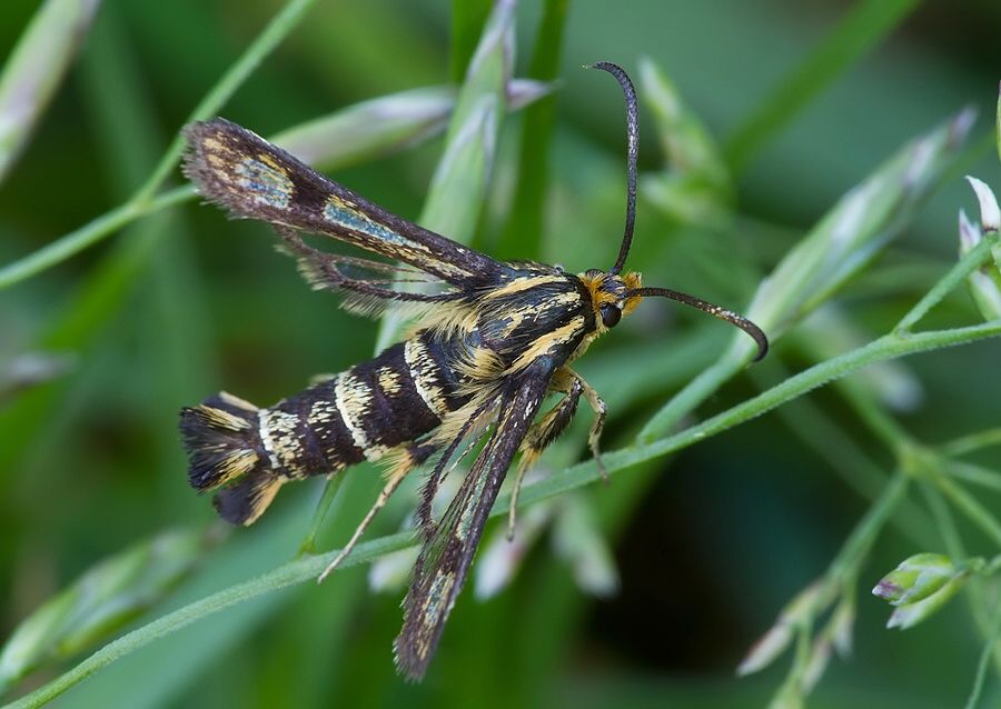 Chamaesphecia empiformis