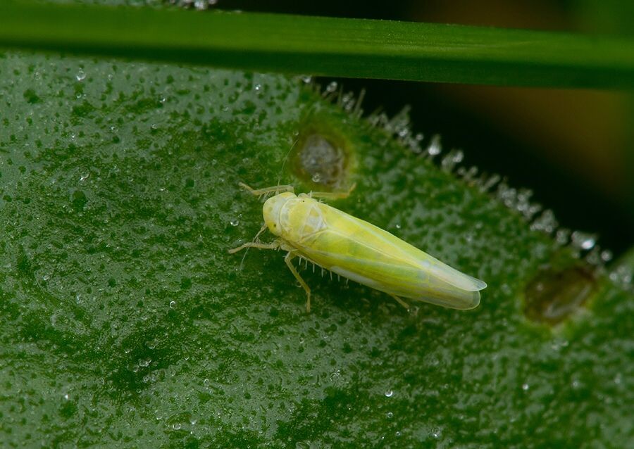 Emelyanoviana mollicula