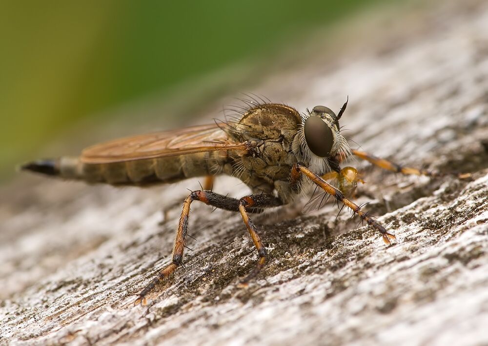 Tolmerus cingulatus