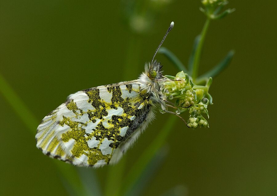 Anthocharis cardamines