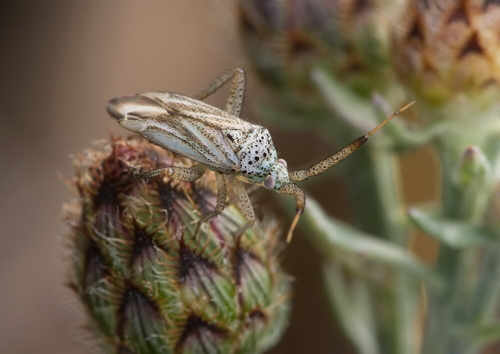 Oncotylus setulosus