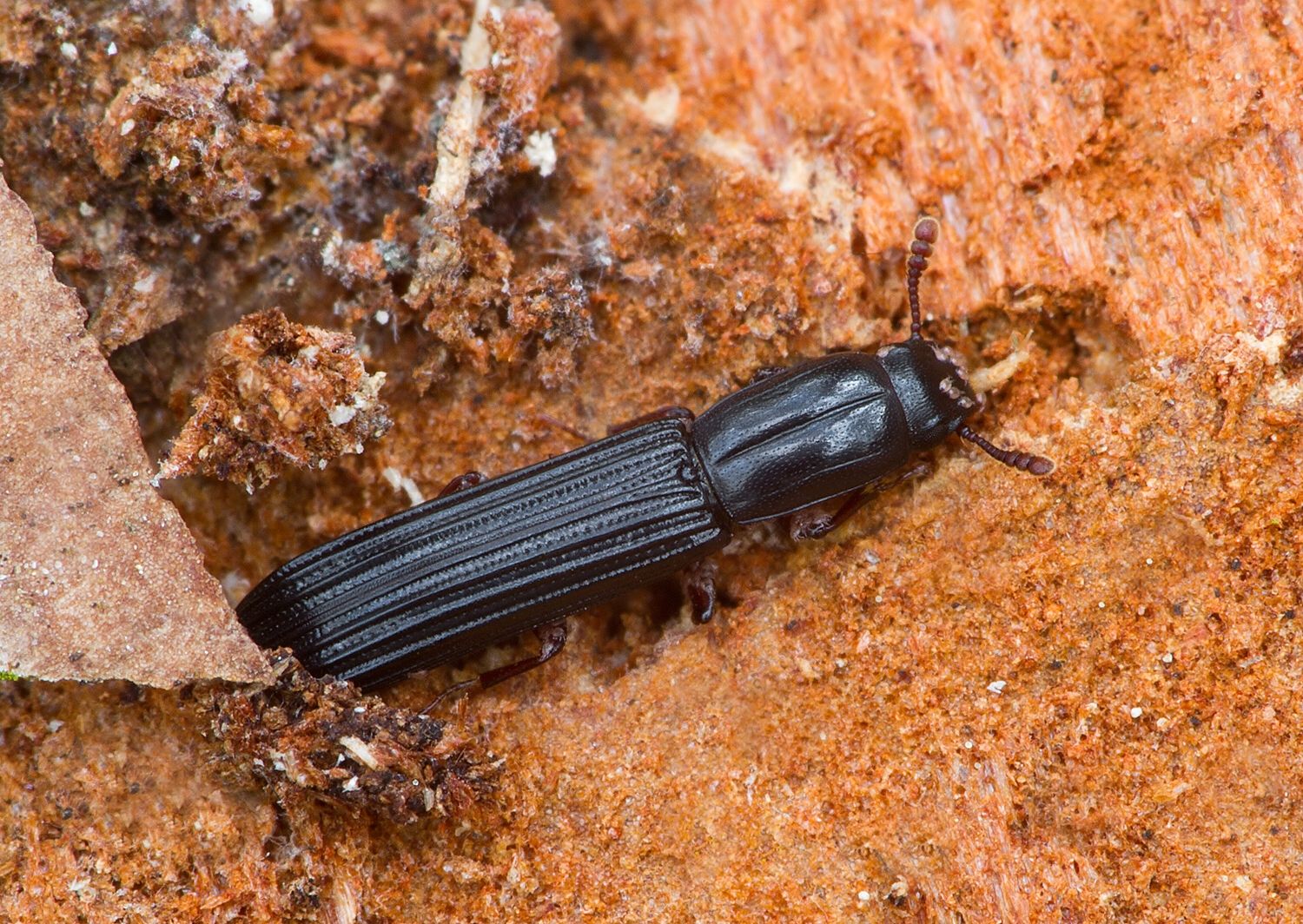 Colydium elongatum