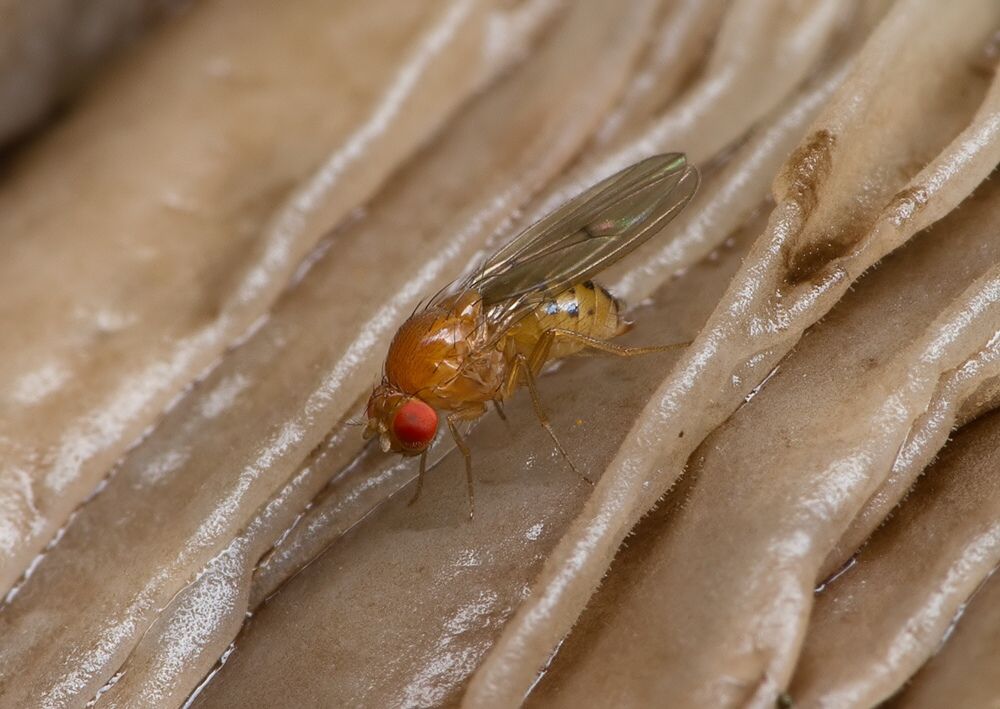 Drosophila transversa