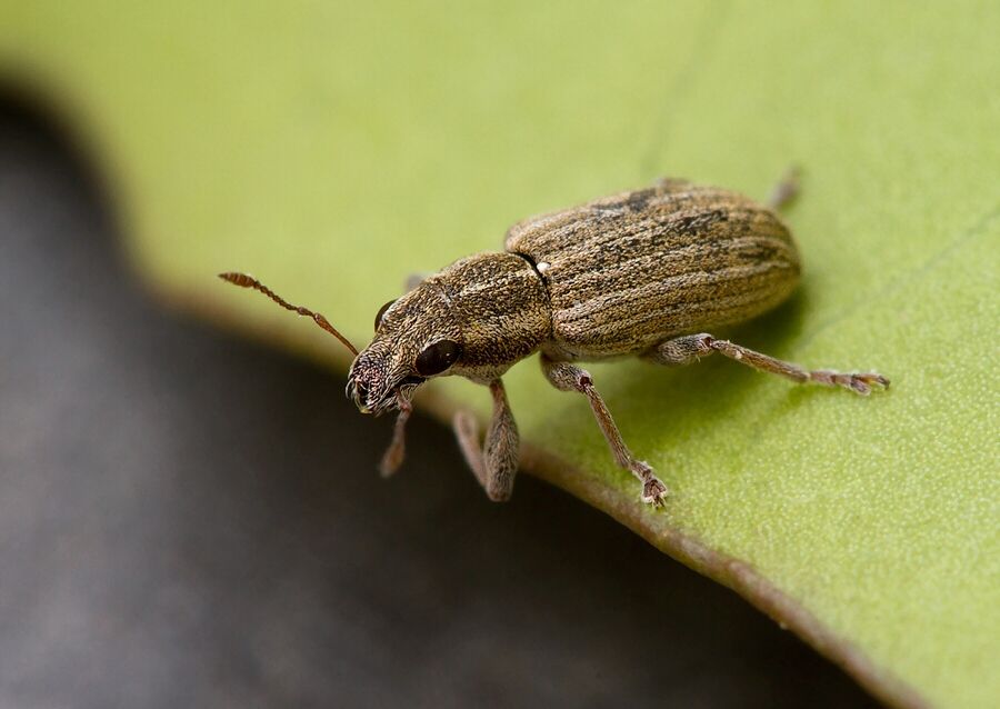 Sitona lineatus