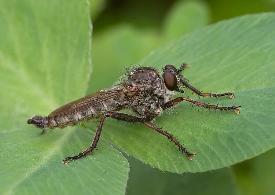 Tolmerus atricapillus