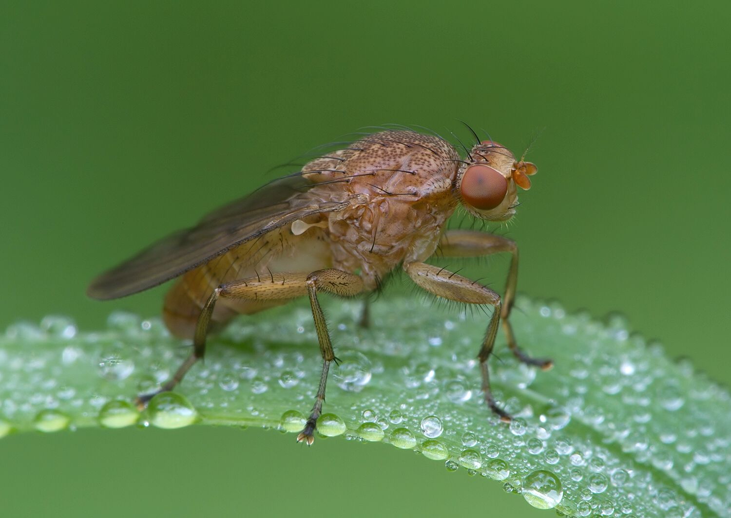 Suillia gigantea