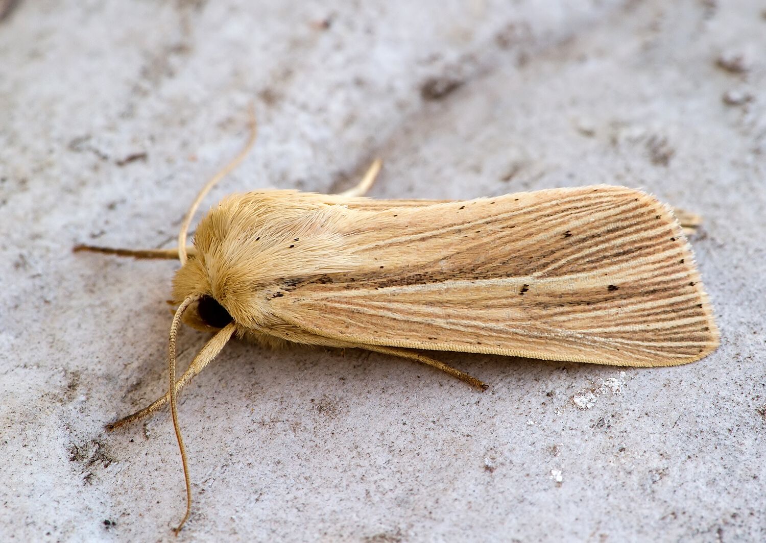 Mythimna impura