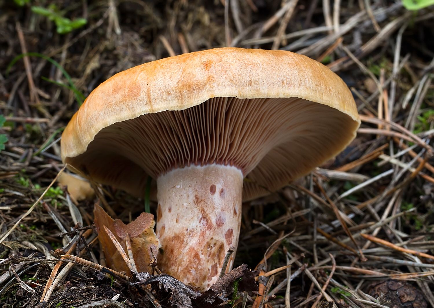 Lactarius sanguifluus
