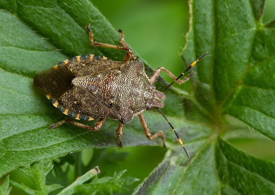 Troilus luridus