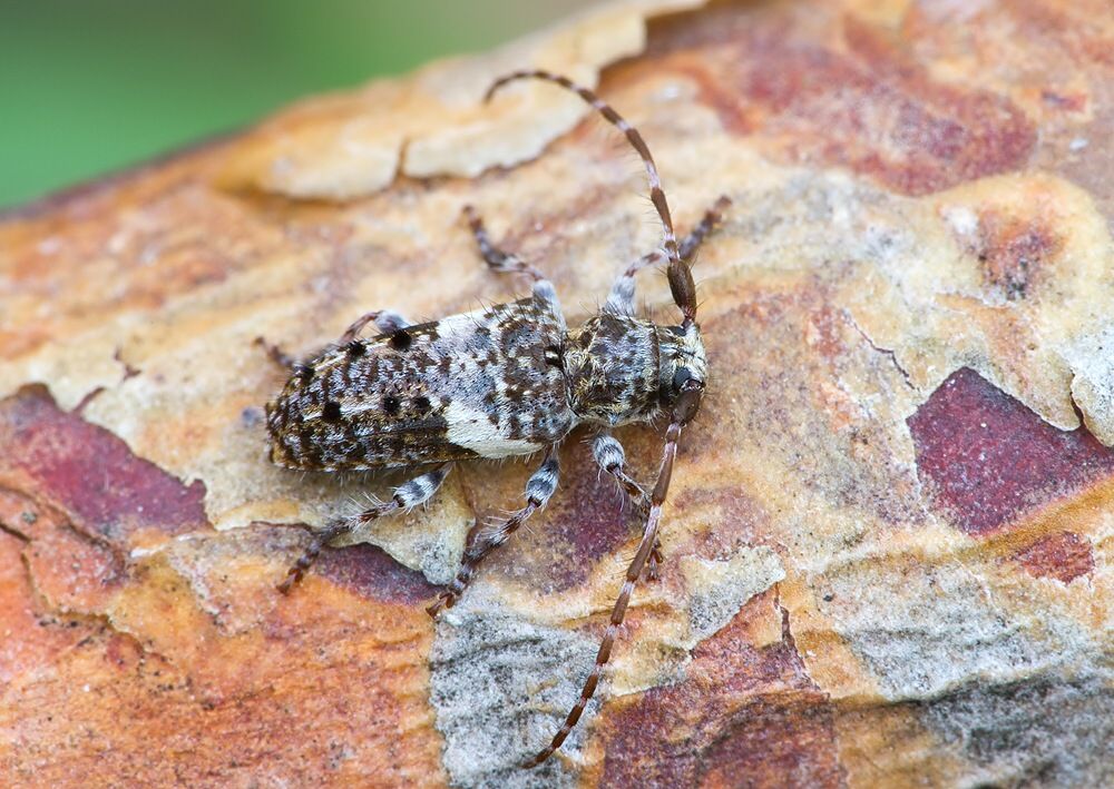 Pogonocherus fasciculatus