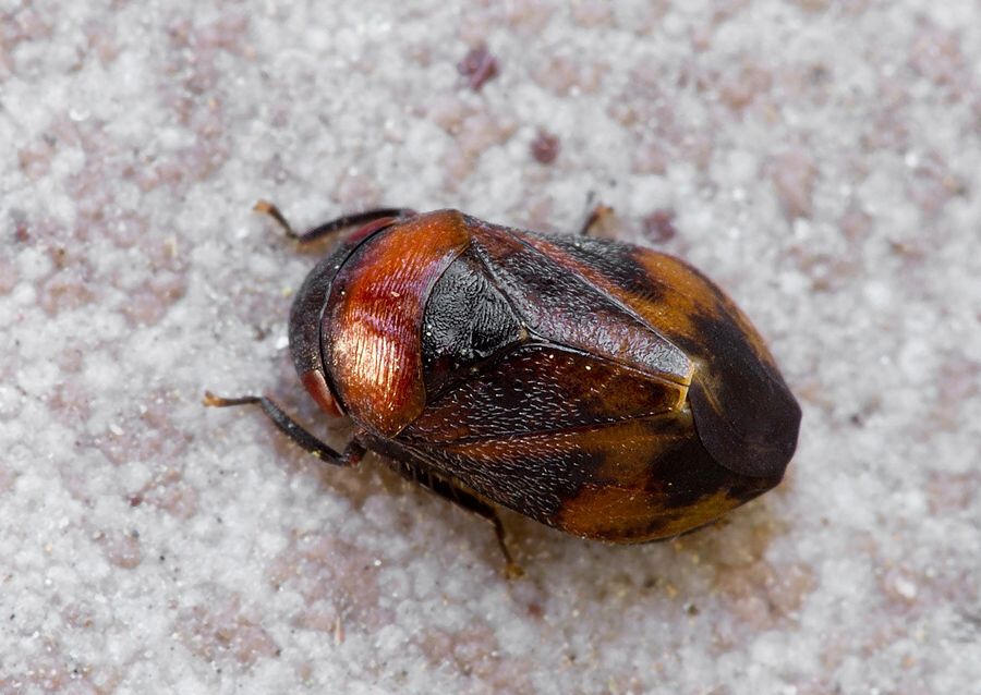 Penthimia nigra