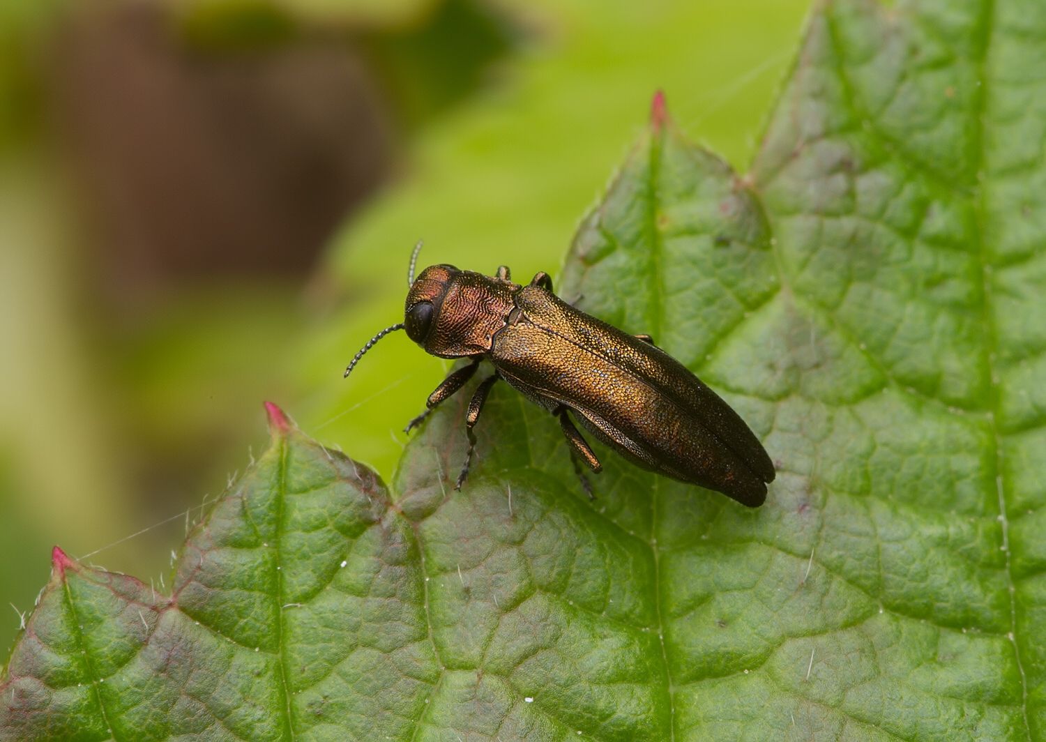 Agrilus cuprescens