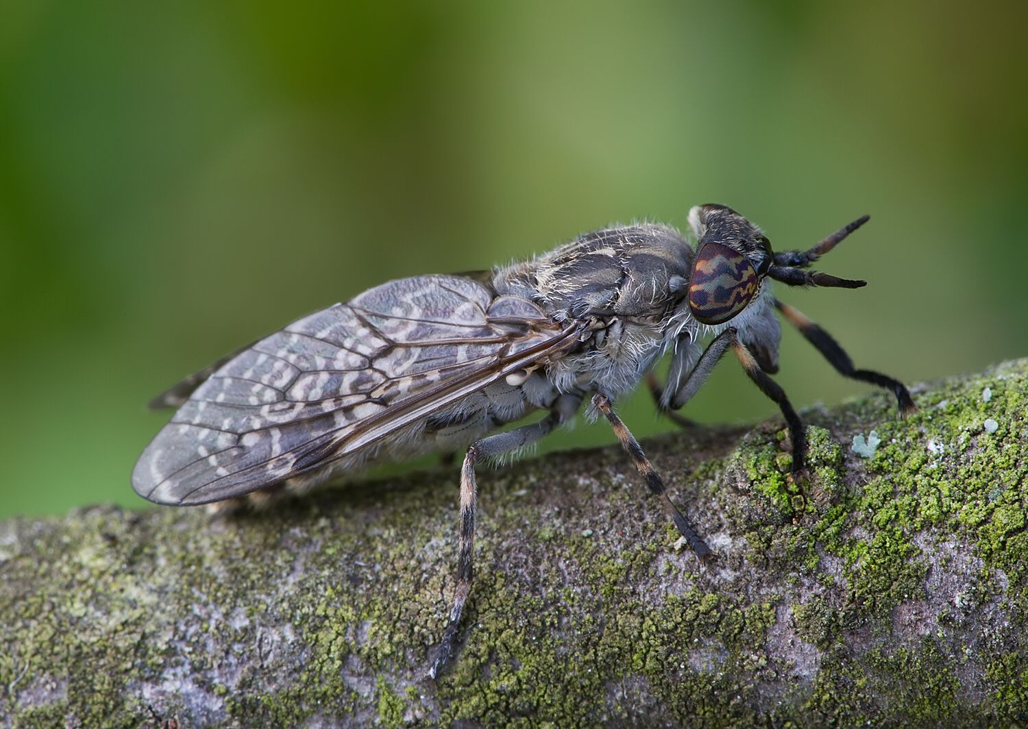 Haematopota pluvialis
