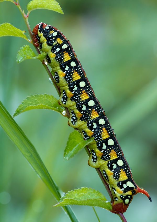 Hyles euphorbiae