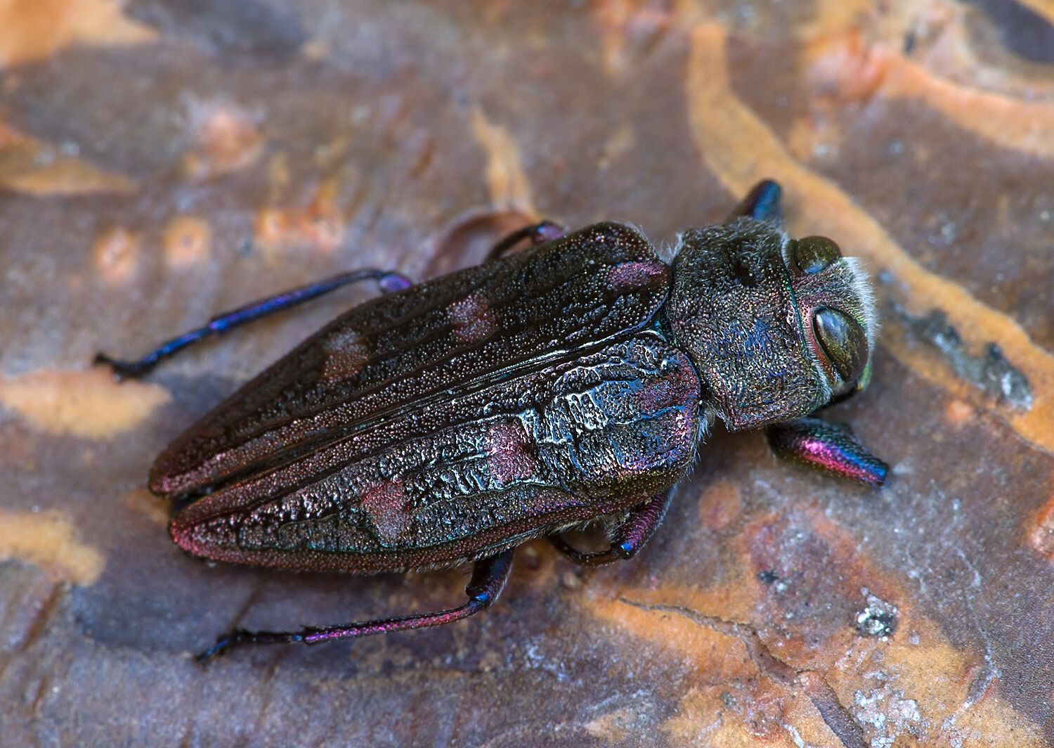 Chrysobothris chrysostigma