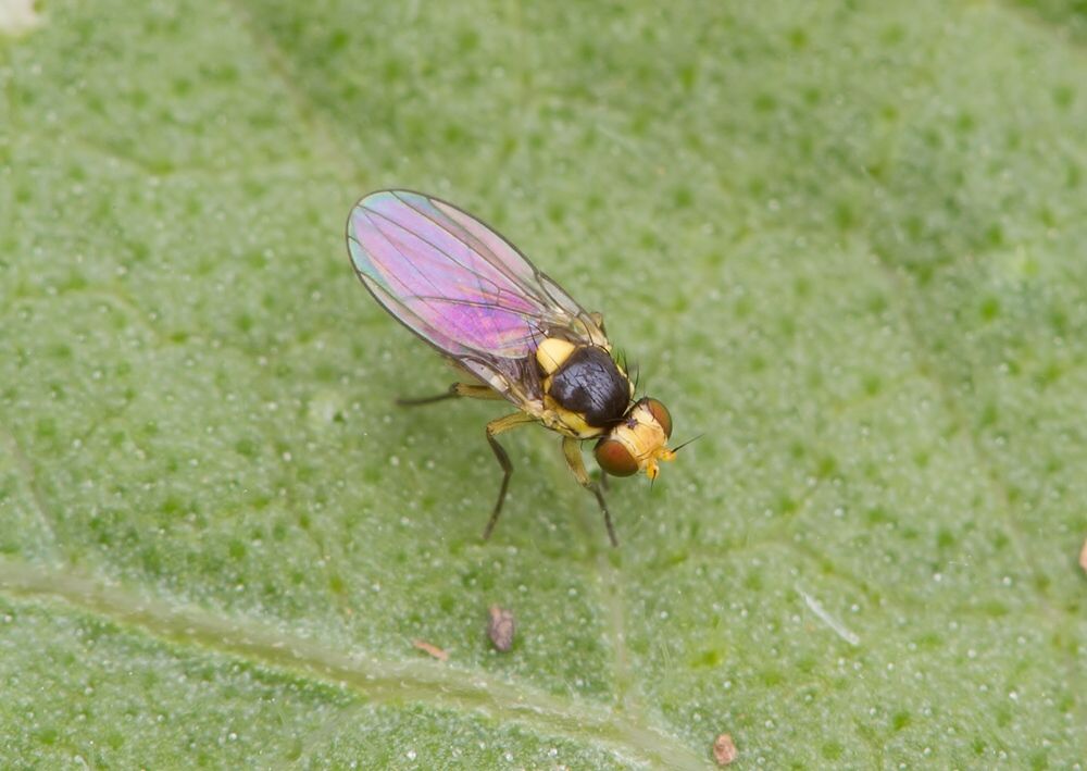 Liriomyza pusilla