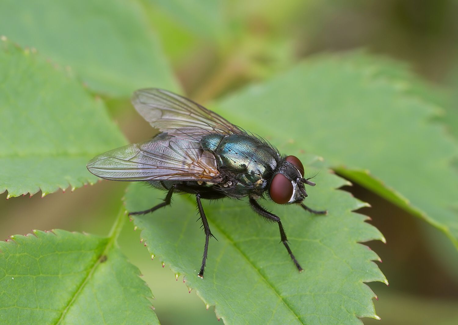 Eudasyphora cyanicolor