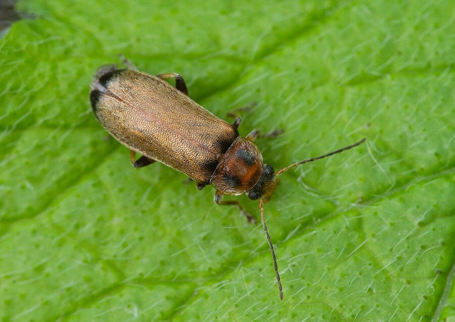 Osphya bipunctata