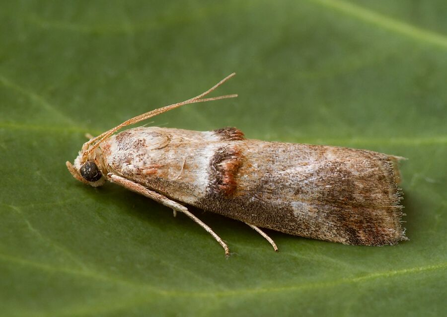 Conobathra tumidana