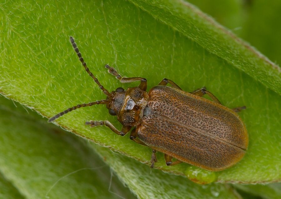 Galerucella sp.