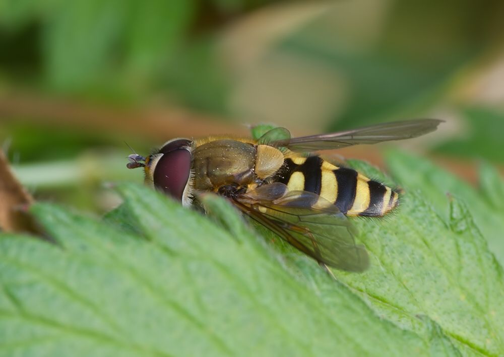 Epistrophe grossulariae
