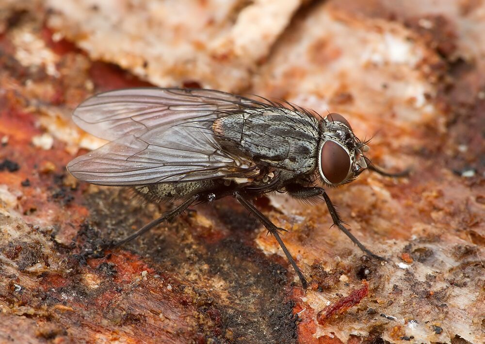 Muscina prolapsa
