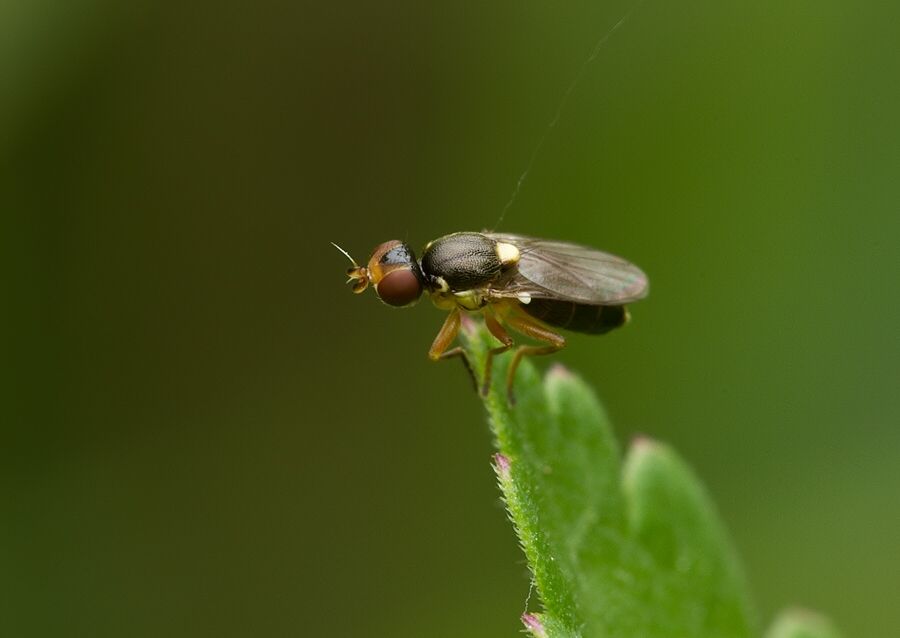 Cetema cereris