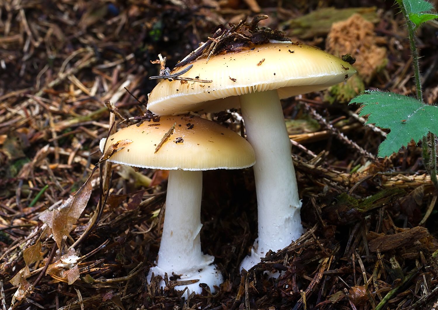 Amanita gemmata