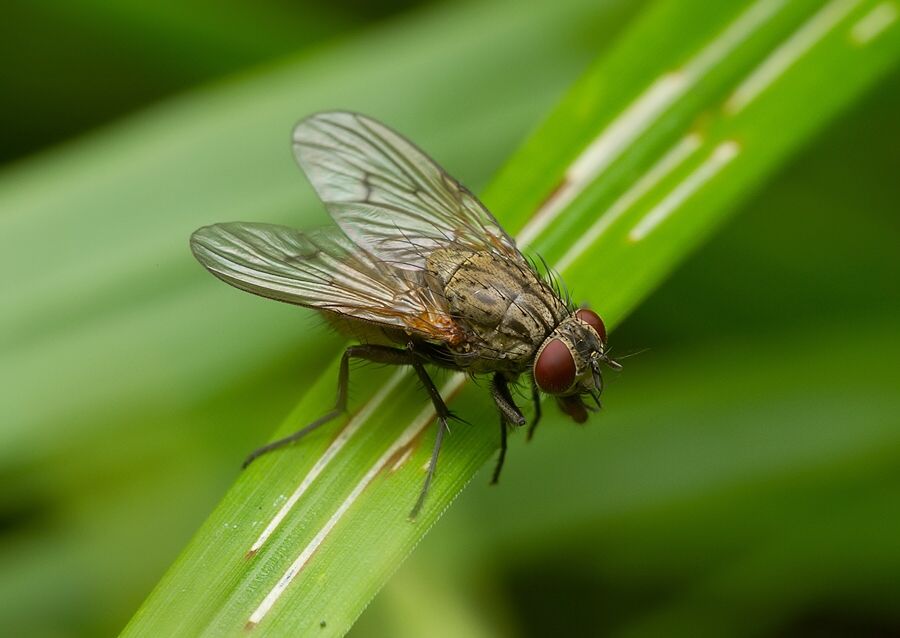 Phaonia cincta