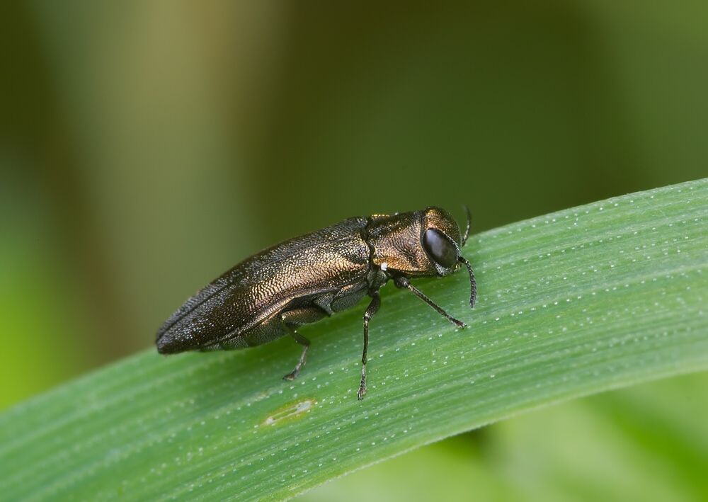 Agrilus hastulifer