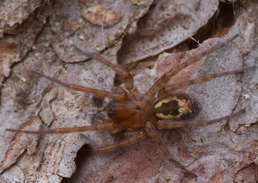 Amaurobius fenestralis